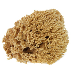 Imagen de ESPONJA NATURAL PENTRILO 9589